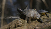 13th Mar 2024 - red-eared slider 