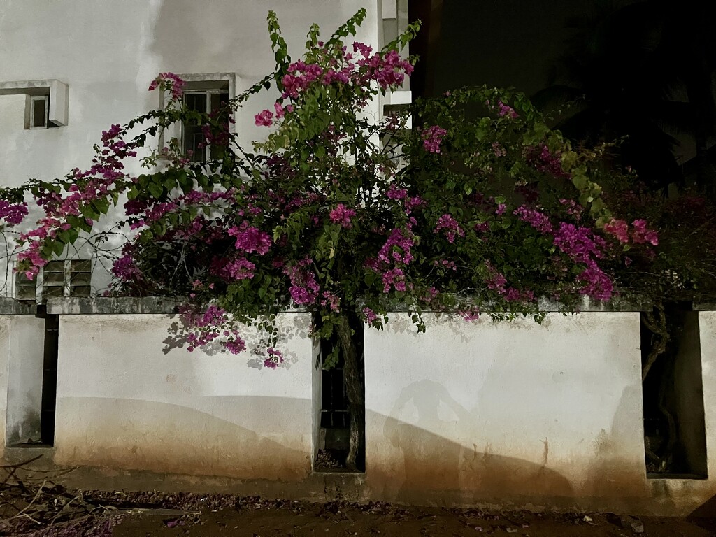  Night Bloom: Bougainvillea Bathed in Light by vincent24