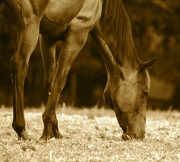 13th Mar 2024 - The beauty of horses