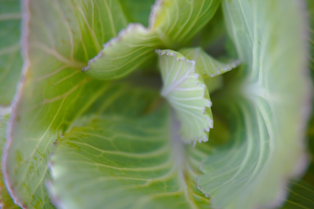 Mesmerizing Cabbage  by photohoot