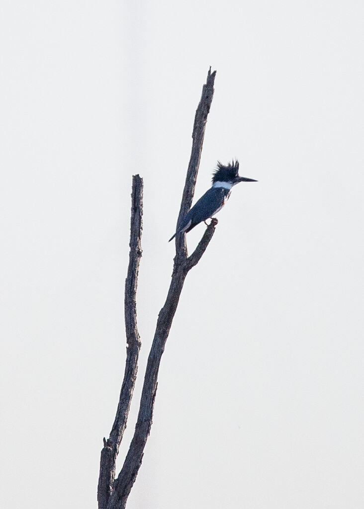 Belted Kingfisher by bobbic