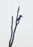 13th Mar 2024 - Belted Kingfisher