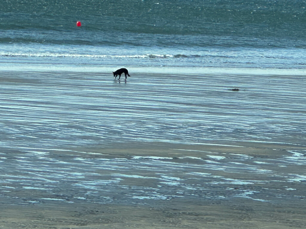 Dog on Winter Beach by joansmor