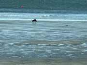 13th Mar 2024 - Dog on Winter Beach