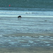 Dog on Winter Beach