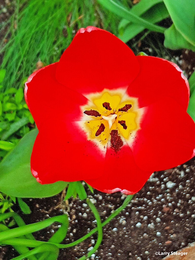 Inside a Tulip by larrysphotos