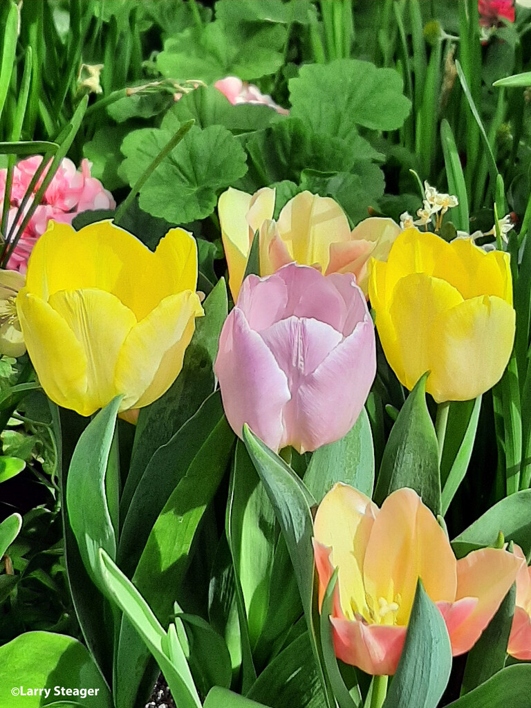 Pastel Tulips by larrysphotos