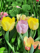 13th Mar 2024 - Pastel Tulips