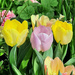 Pastel Tulips by larrysphotos