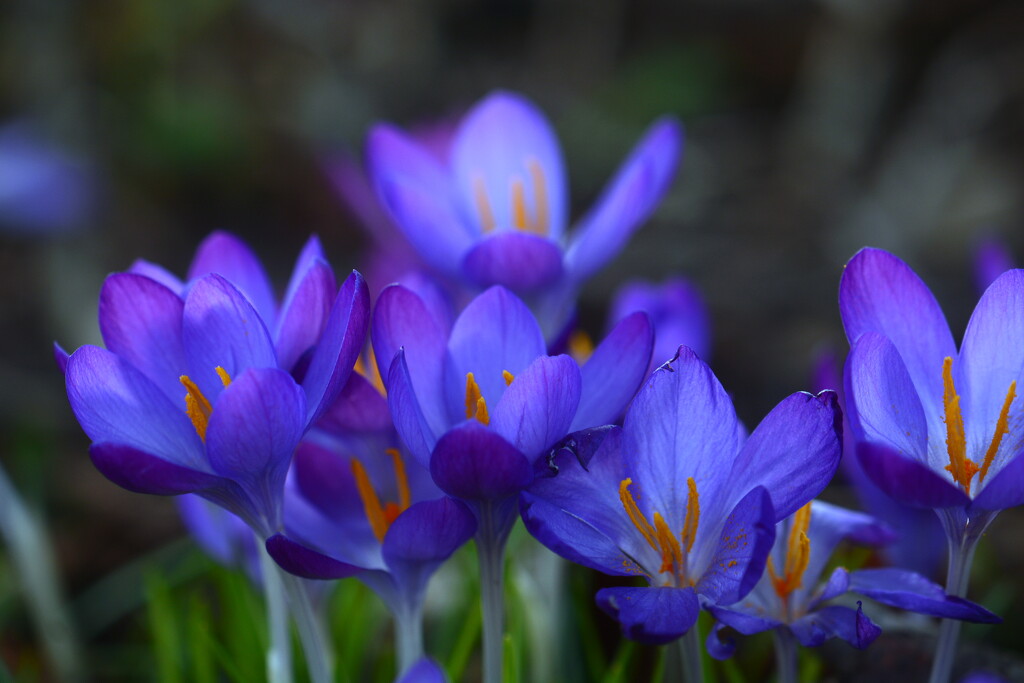 Blue Spring by jayberg