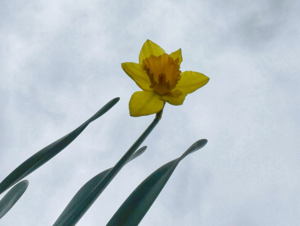 Daffodil  by gaillambert