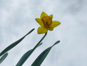 13th Mar 2024 - Daffodil 