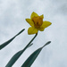 Daffodil  by gaillambert