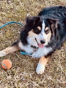 13th Mar 2024 - Jarvis and his ball