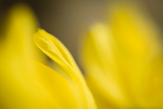 13th Mar 2024 - Daffodil