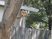 28th Jul 2023 - California Gray Squirrel