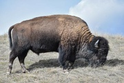 11th Mar 2024 - Bison Range Bull