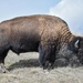 Bison Range Bull by bjywamer