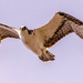 Osprey Flying By! by rickster549