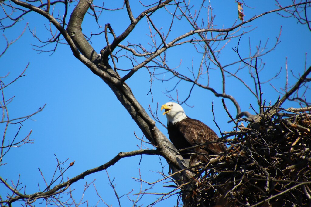 Eagle on nest by edorreandresen