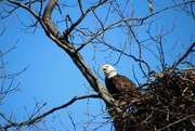 13th Mar 2024 - Eagle on nest