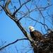 Eagle on nest by edorreandresen