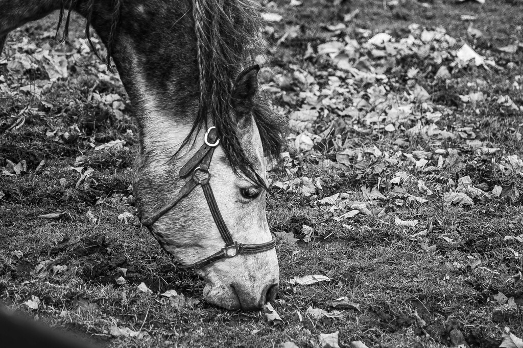 Grazing-2 by darchibald
