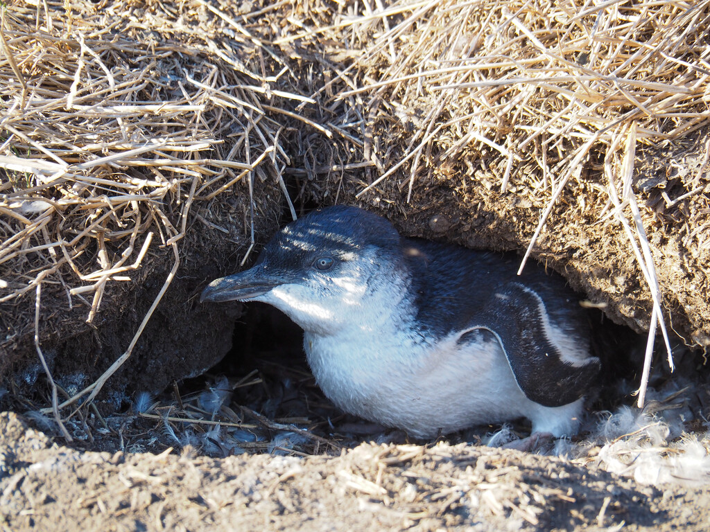 Penguin on Phillip Island by alison365