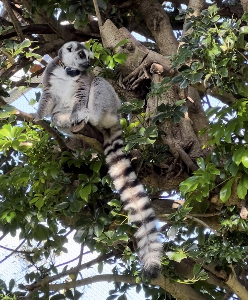 Do you see the Lemur? by radiogirl
