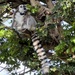 Do you see the Lemur? by radiogirl