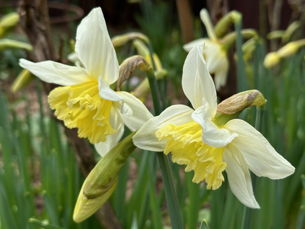Daffodils by 365projectmaxine