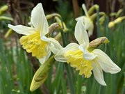 9th Mar 2024 - Daffodils