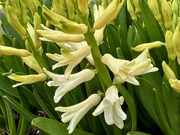 10th Mar 2024 - A Pot of Hyacinths