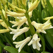 A Pot of Hyacinths by 365projectmaxine