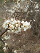 14th Mar 2024 - Hawthorn blossom 