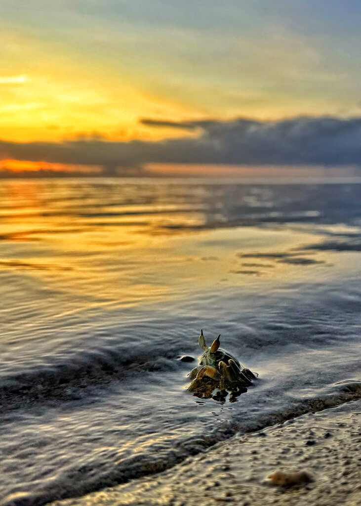 Crab enjoying the sunset.  by cocobella