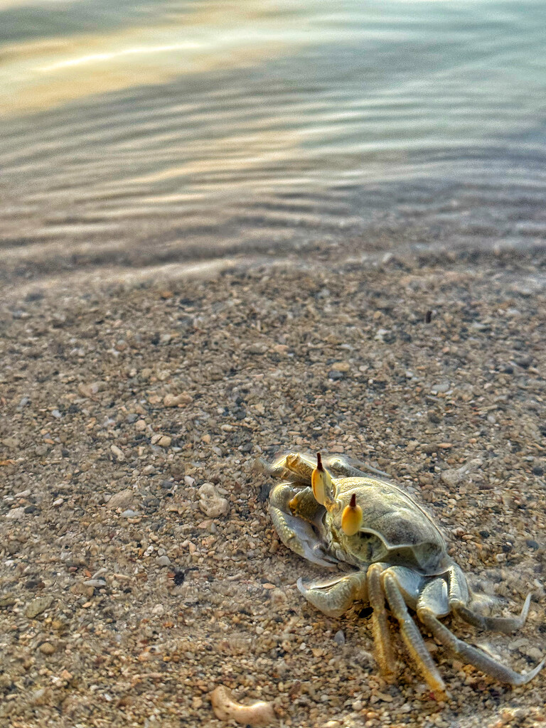 Crab waiting for the sunset.  by cocobella