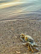 12th Mar 2024 - Crab waiting for the sunset. 