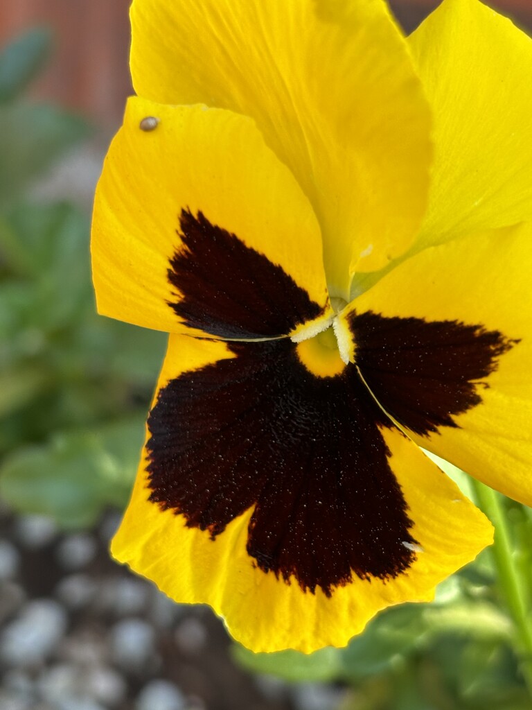 Spring pansies by pirish