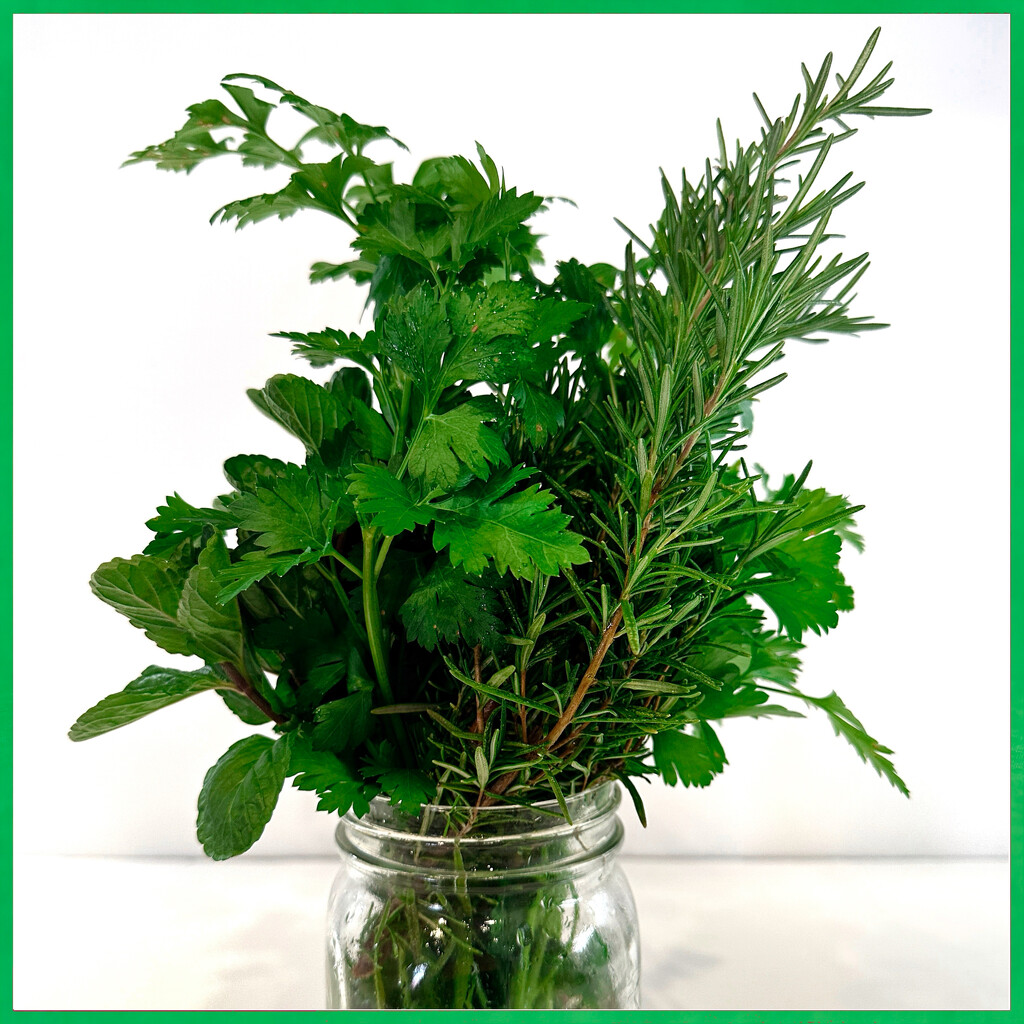 Green Herbs by shutterbug49