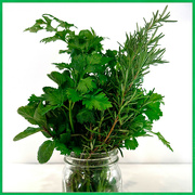 14th Mar 2024 - Green Herbs