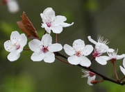 14th Mar 2024 - Cherry Blossom