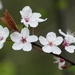 Cherry Blossom by fishers