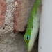 Green Anole by ingrid01