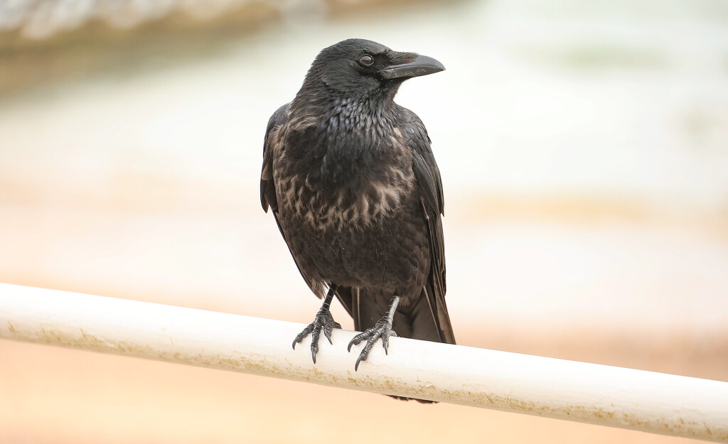 Carrion Crow by lifeat60degrees