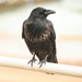 Carrion Crow by lifeat60degrees