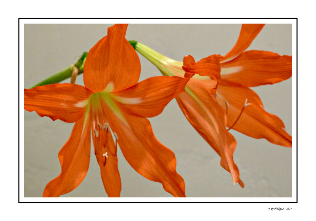 Orange Lilies by kbird61