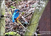 14th Mar 2024 - Today's kingfisher