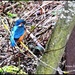 Today's kingfisher by rosiekind