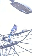 14th Mar 2024 - Blue Jay